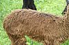 cria fibre alpaca.jpg