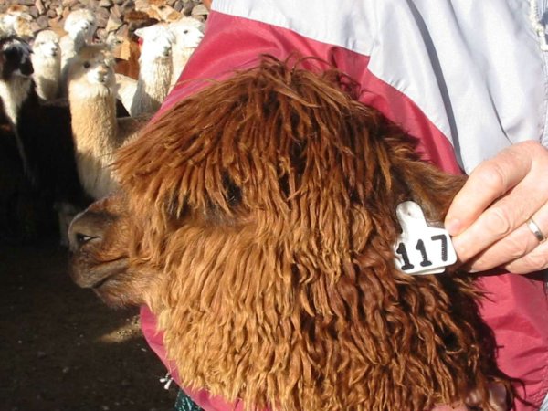 alpacas_117_head_suri_brown.jpg