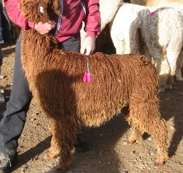 alpacas_117_side_suri_brown.jpg