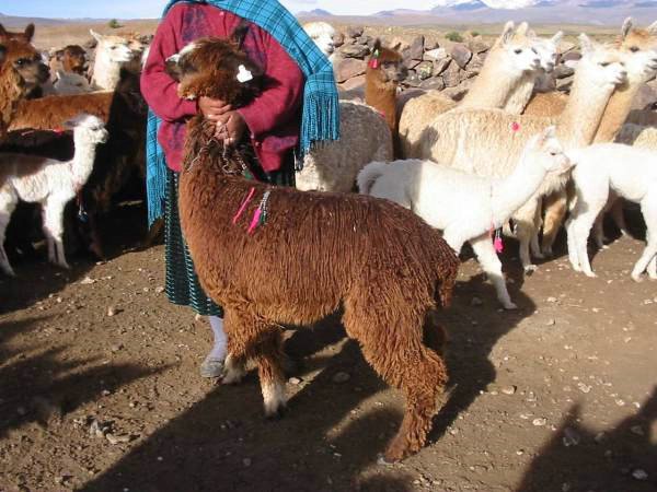 alpacas_118_side_suri_brown.jpg