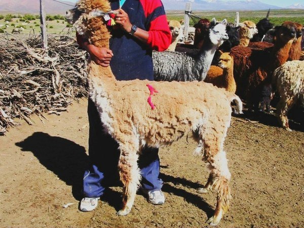 alpacas_131_side_adri.jpg