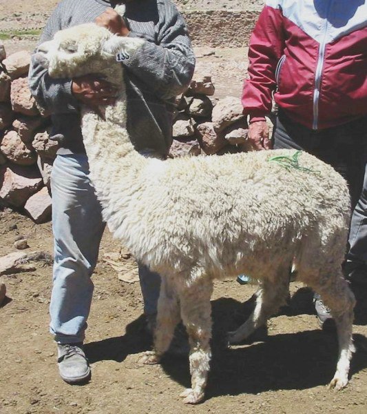 alpacas_135_side_adri.jpg