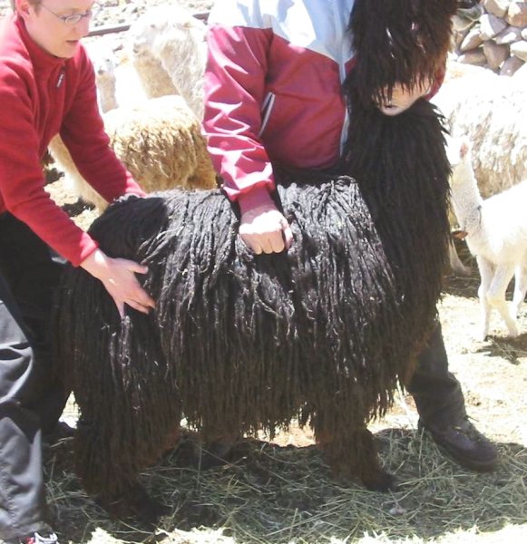 alpacas_275_side_suri_.jpg