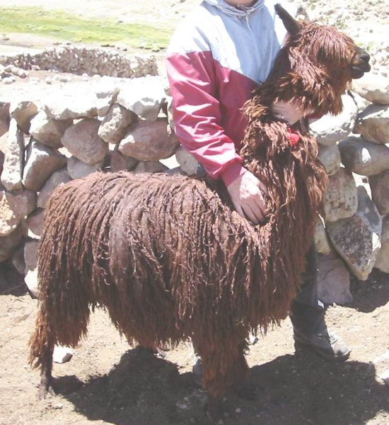 alpacas_277suri.jpg