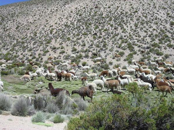 typisches altiplano alpaca herdbild.jpg