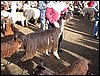 alpacas_116_side_suri_blac.jpg