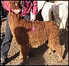 alpacas_117_side_suri_brown.jpg