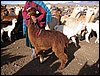 alpacas_118_side_suri_brown.jpg