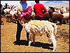 alpacas_125_side_fawn.jpg