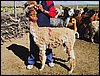 alpacas_131_side_adri.jpg