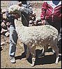 alpacas_135_side_adri.jpg