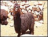 alpacas_275_side_suri_2.jpg