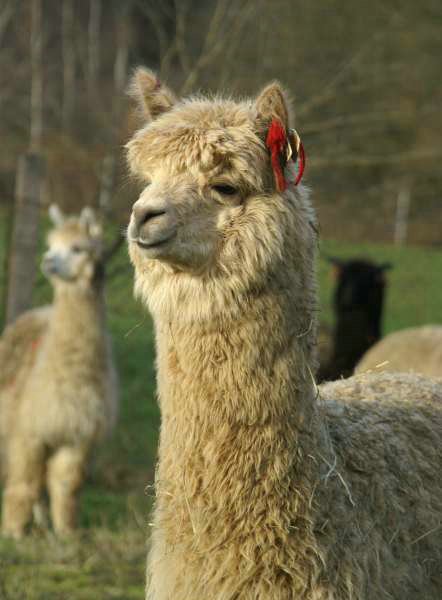 167 stute alpaca.jpg