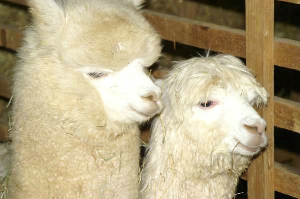 2 alpaca hengste crias not for sale.jpg