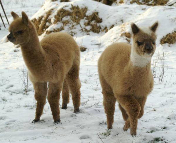 2 cria alpakas snow.jpg