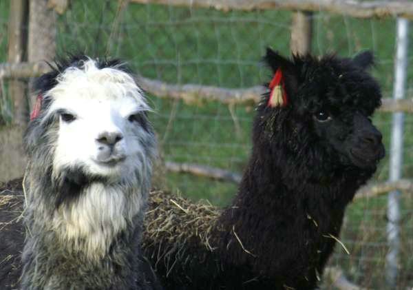 2 huacaya alpacas.jpg