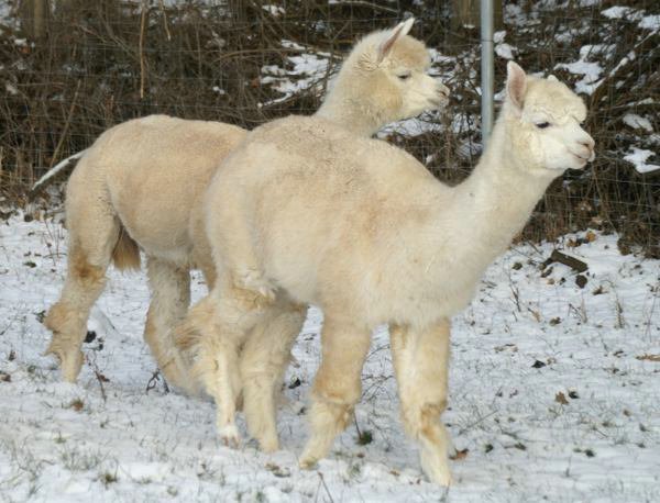2 peruvian alpacas.jpg