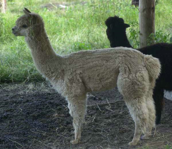 356 alpaca peruaner.jpg