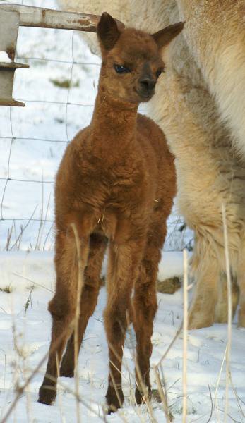 aalpaca cria 2.jpg