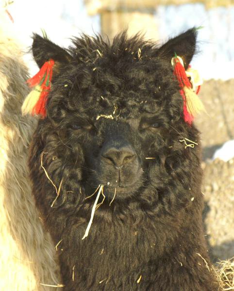 alpaca  black.jpg