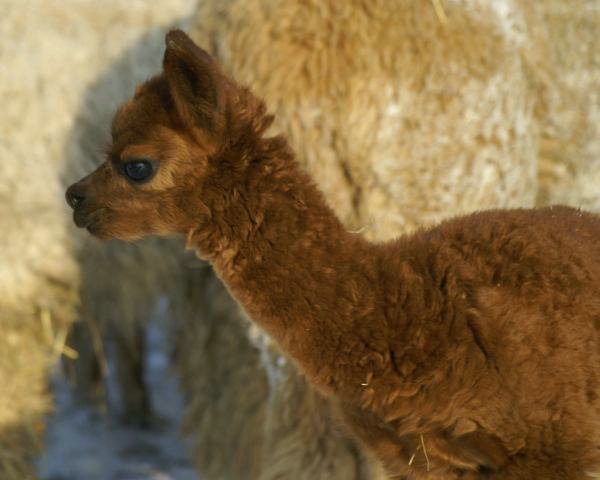 alpaca  cria.jpg