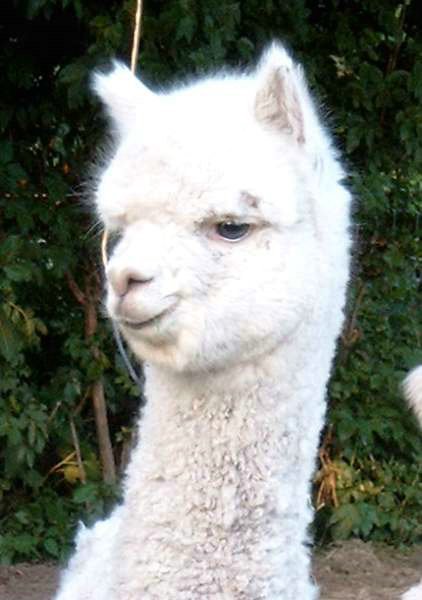 alpaca male white cria.jpg