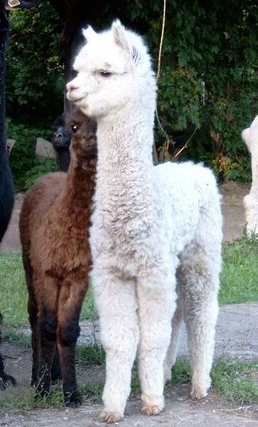 alpaca mann.jpg
