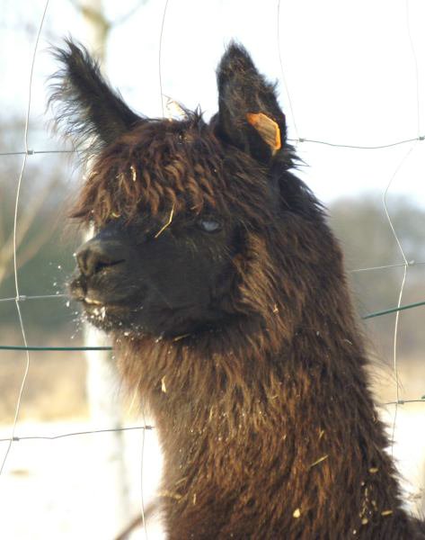 alpaca nana.jpg
