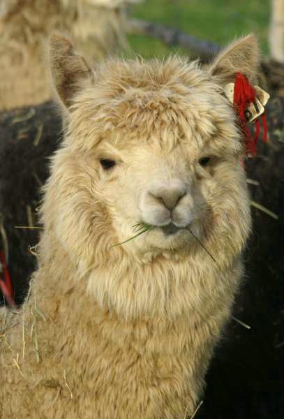 alpaca stute fawn 167.jpg