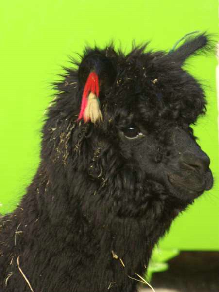 alpaca stute schwarz.jpg