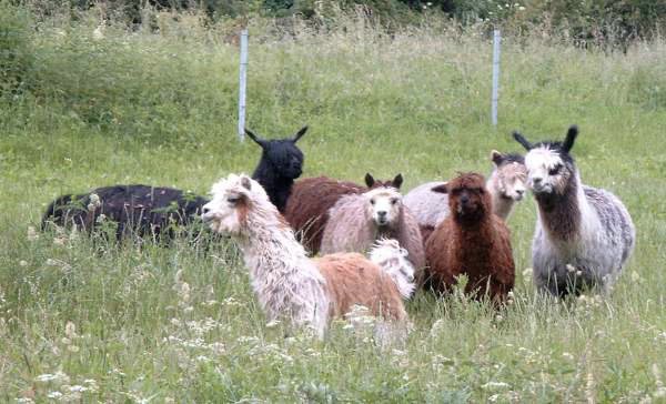 alpacas all males.jpg