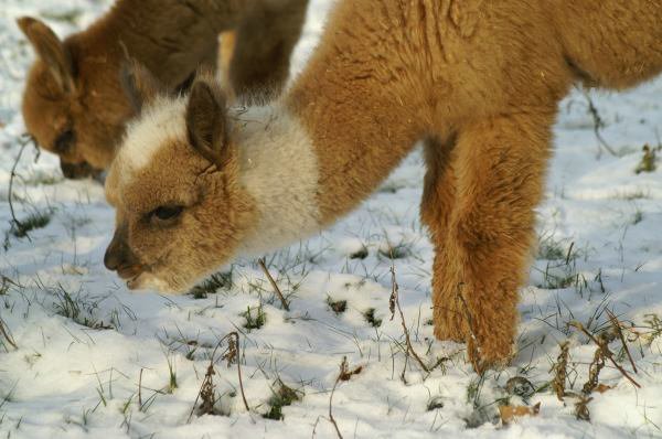 alpacas crias.jpg