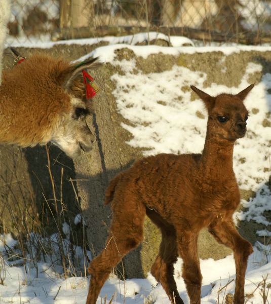 alpaka cria & Mum.jpg
