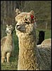 167 stute alpaca.jpg