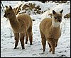 2 cria alpakas snow.jpg