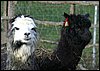 2 huacaya alpacas.jpg