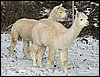 2 peruvian alpacas.jpg