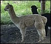 356 alpaca peruaner.jpg