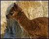 alpaca  cria.jpg