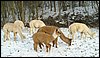 alpaca  im schnee.jpg