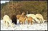 alpaca herde.jpg