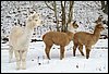 alpakas im schnee.jpg