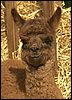 cria macho alpaka.jpg