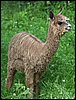 suri-alpaca.jpg