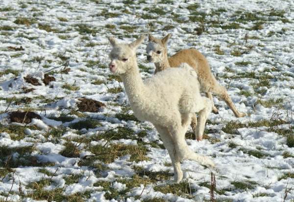 2 run cria alpacas-.jpg