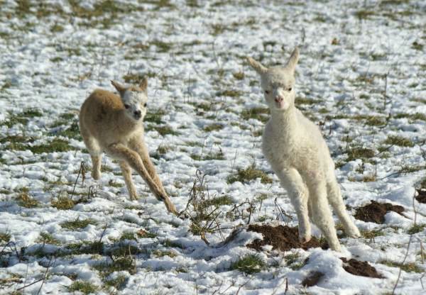 2 run cria alpacas.jpg