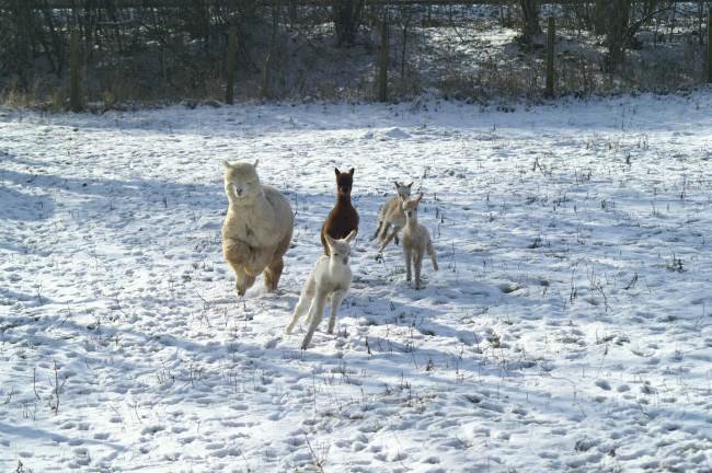 5 im schnee alpakas 34.jpg