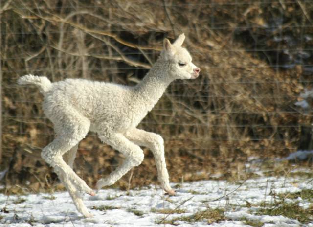 alpaca runner---.jpg