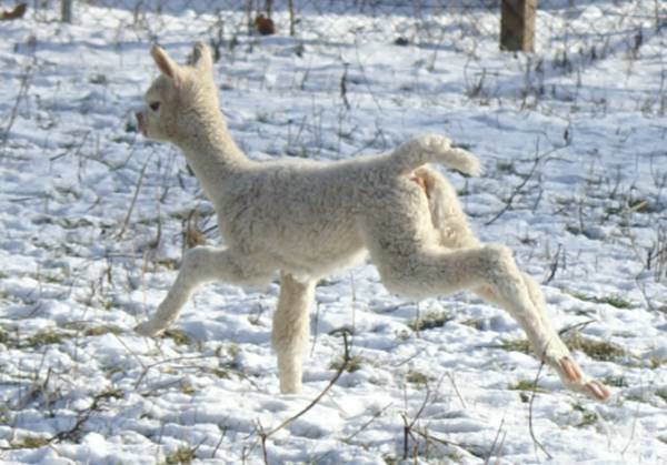 alpaca runner.jpg