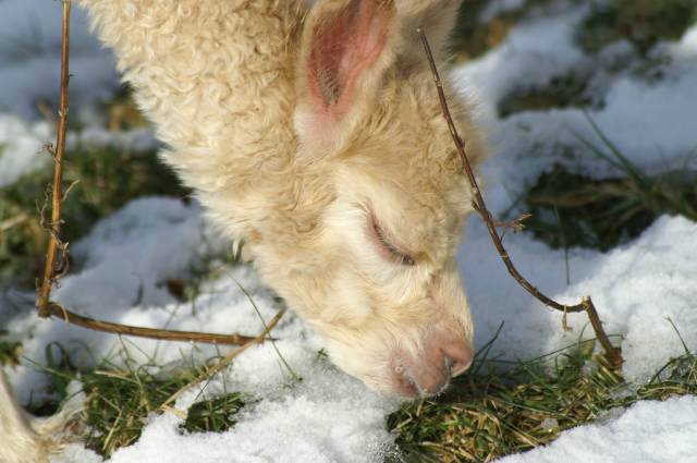 cria 148 alpaca.jpg